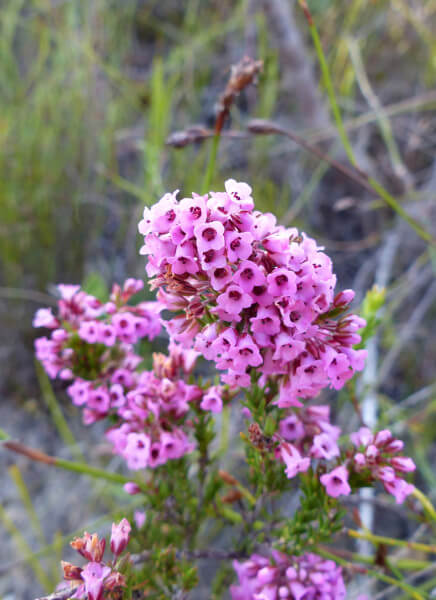 erica longiaristata portrait