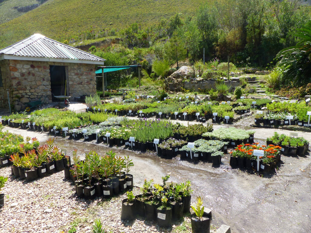 fernkloof nursery 2