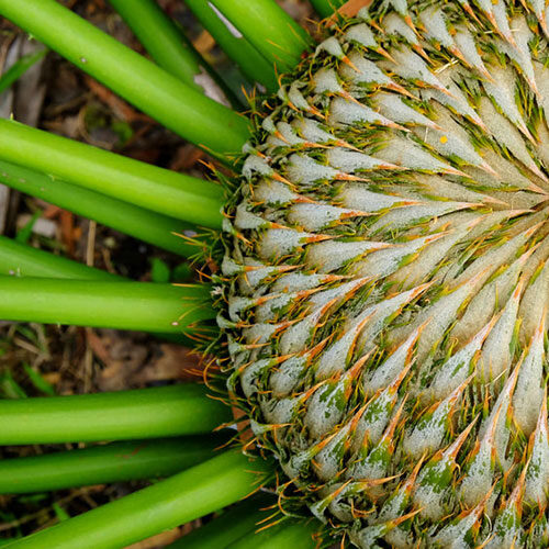 Green Recovery: Conservation Success in a Changing World