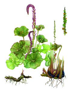 gunnera plate