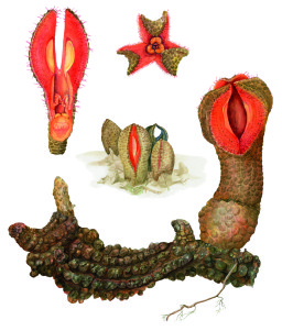 hydnora africana