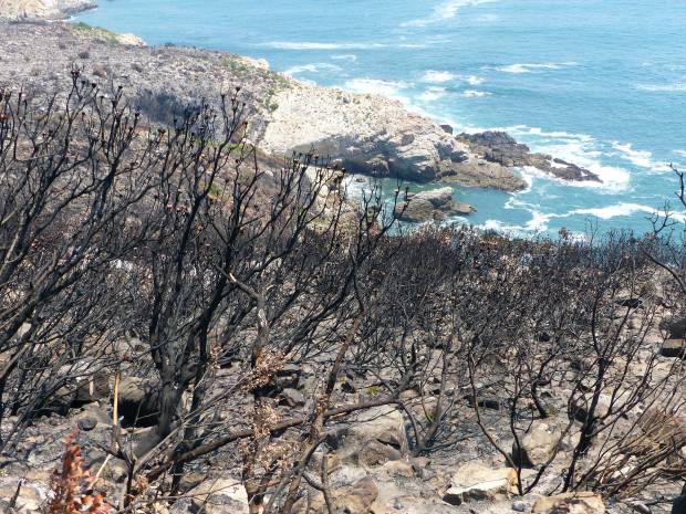 post fire proteas web