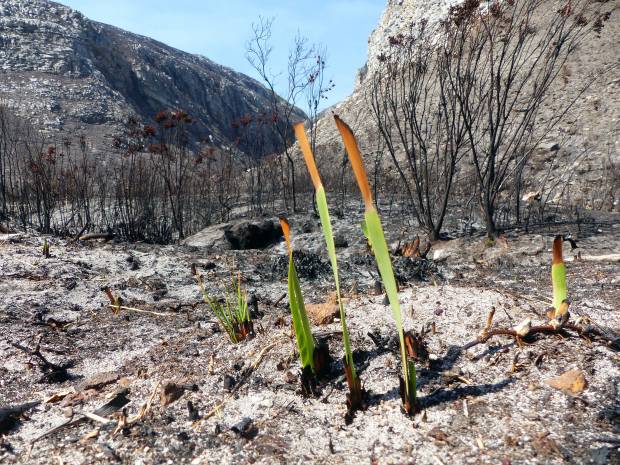 post fire shoots 2 web