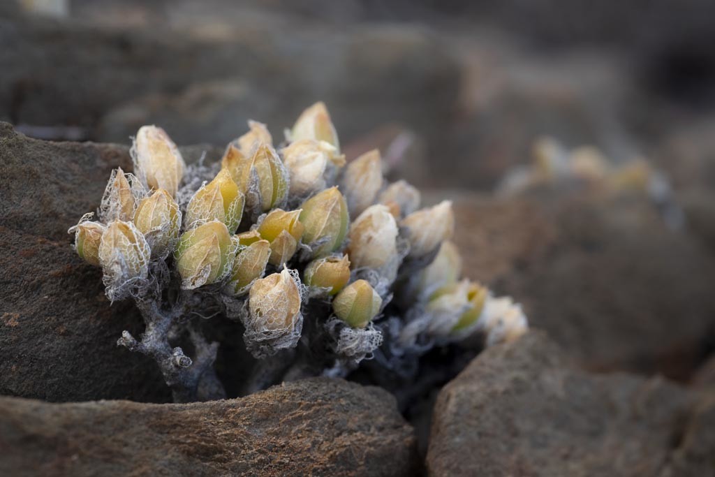 Sceletium tortuosum in situ Warmwaterberg.