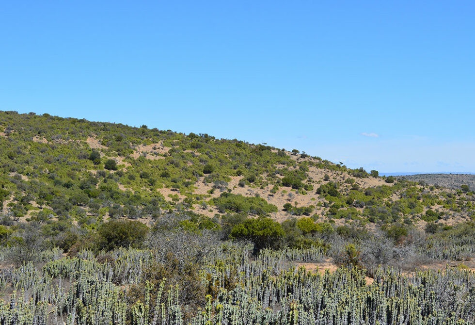 Thicket Types Through thicket and thin: Protecting this incredible biome