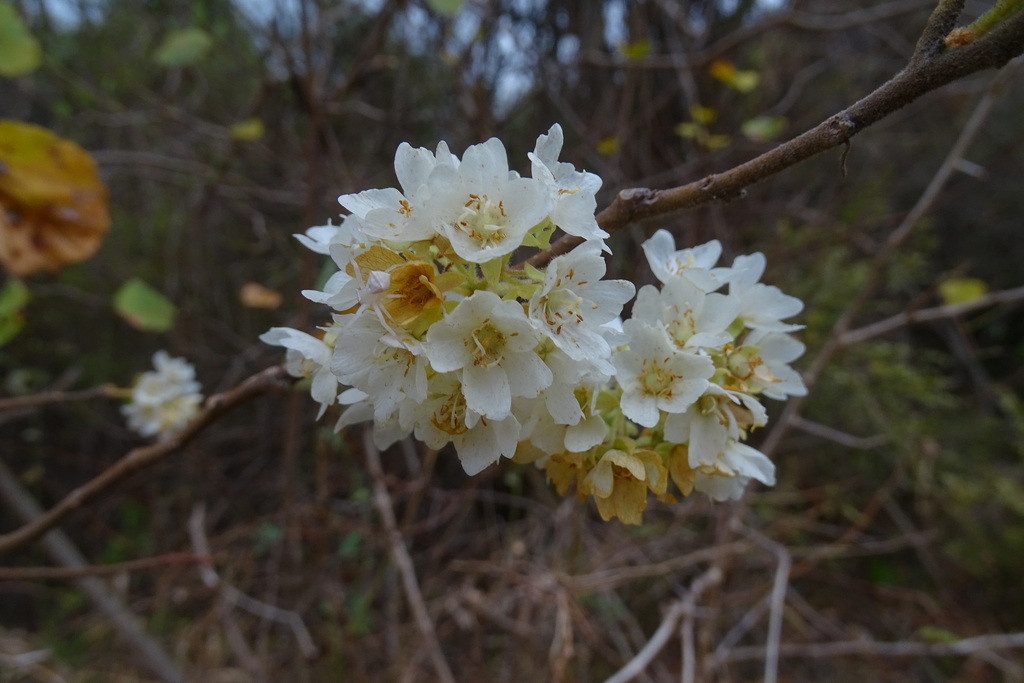 Igniting a groundswell of plant protectors