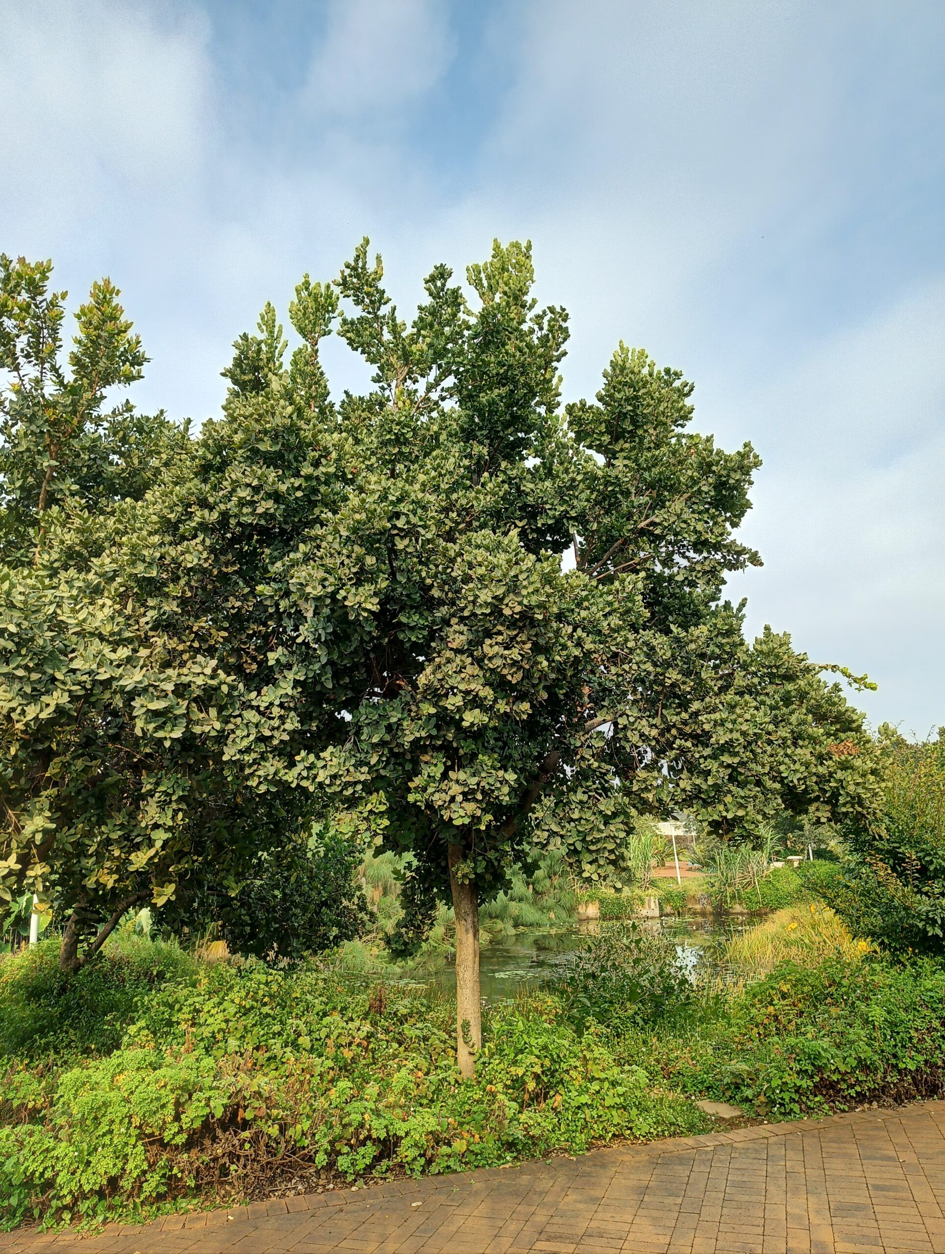 WaterBerryTree WaterBerryTree scaled