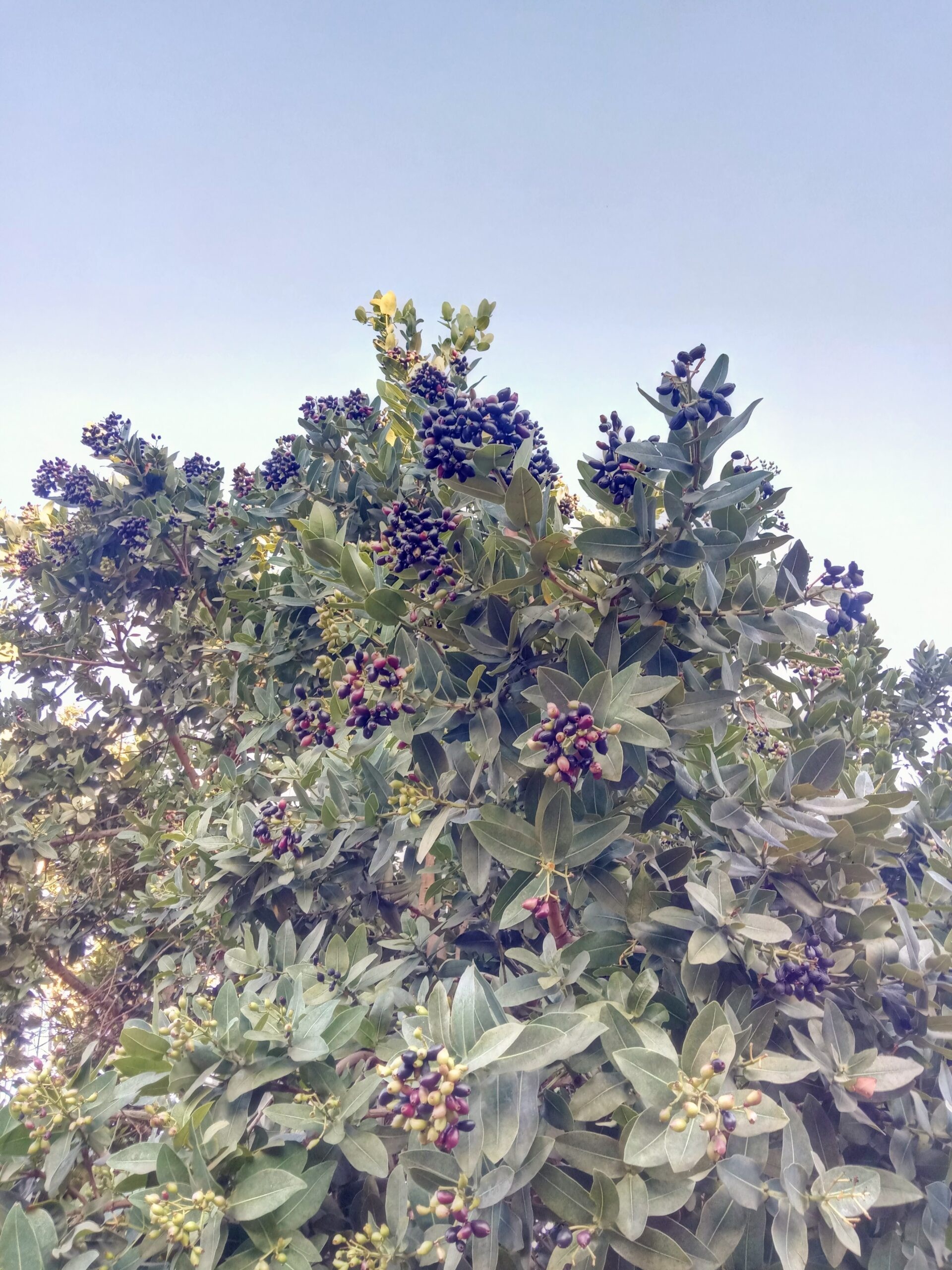 WaterberryFruiting WaterberryFruiting scaled