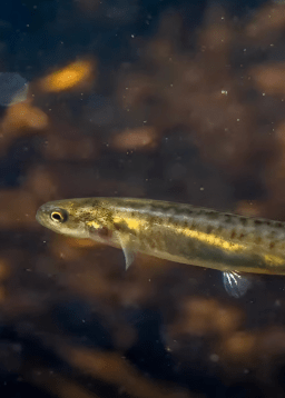 Water You Waiting For: Join us for a fresh perspective on our Water Ecosystems and their protection