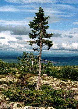 How trees push the limits of life