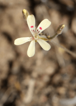 ‘Stamens not included’: Identifying an elusive geophyte without decisive characters