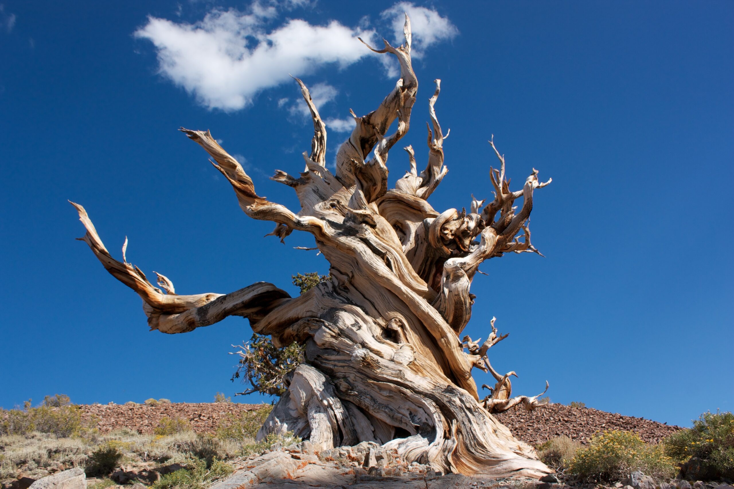 Figure 2 Methuselah scaled