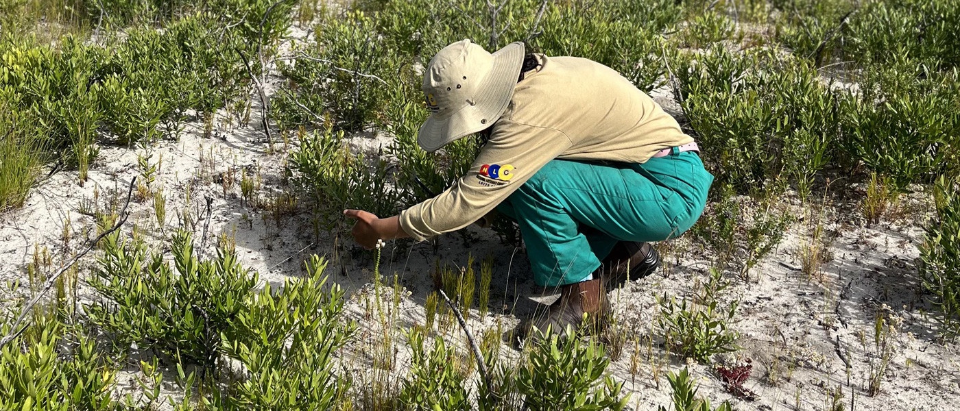 fynbos plants3