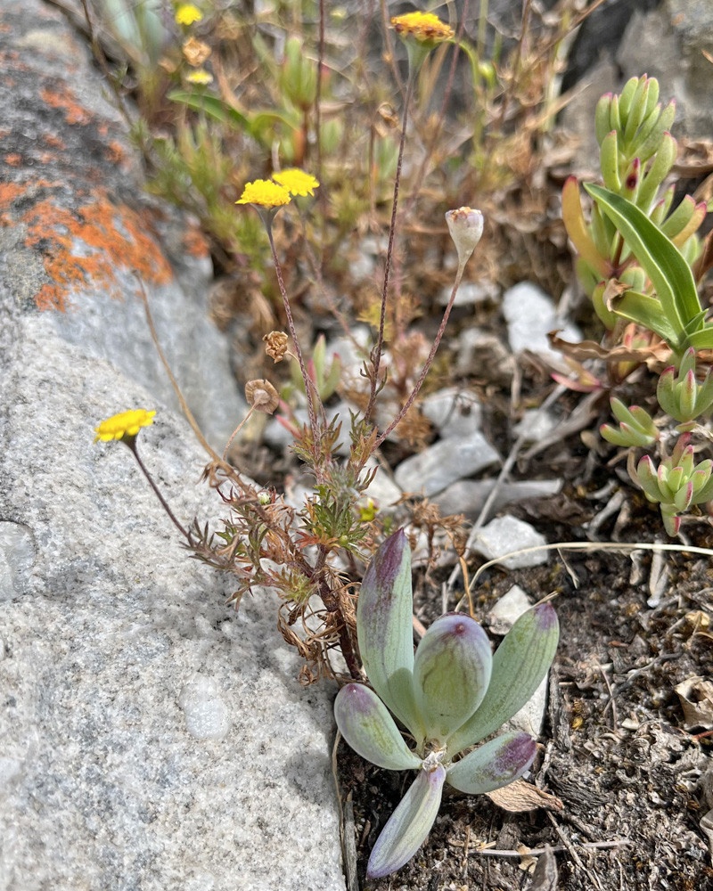 kleinmond l1