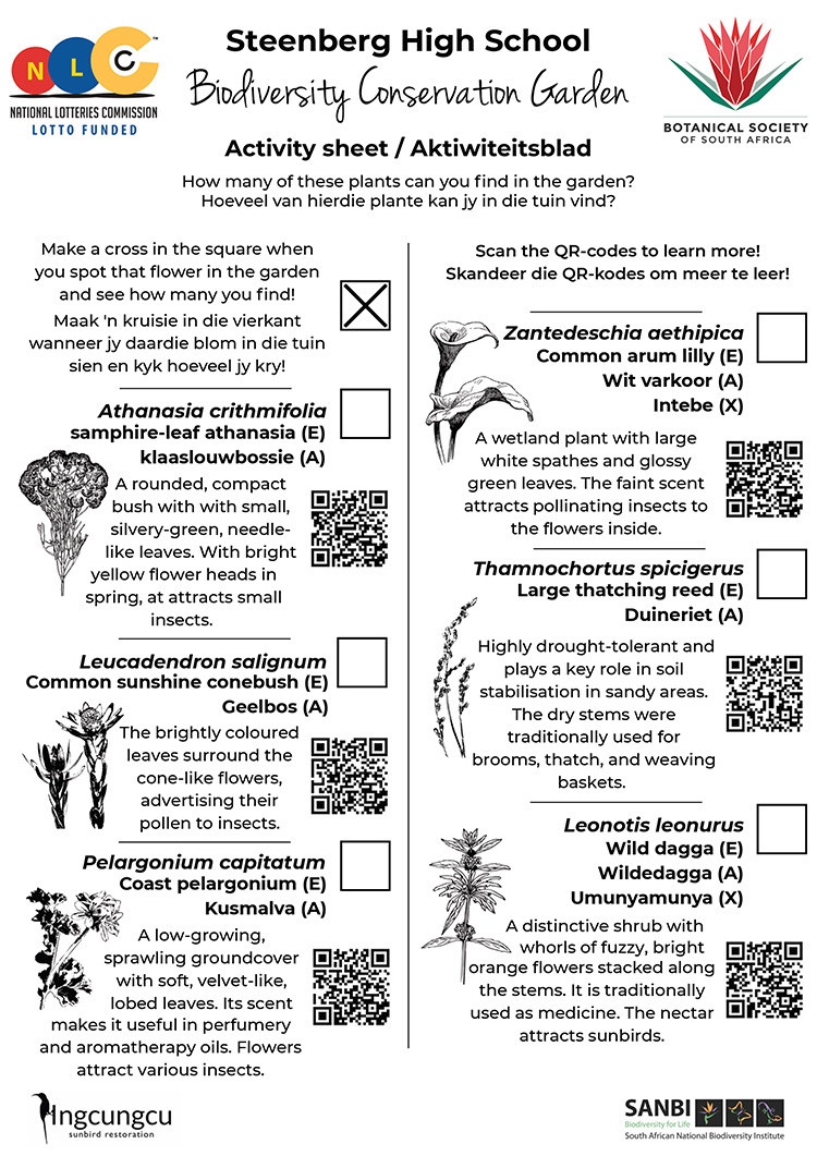 Steenberg Activity Sheet