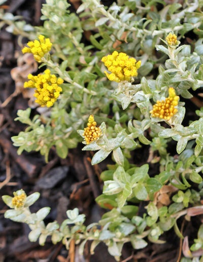 Wemmershoek Garden 11 1