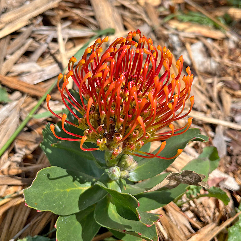 gardens6