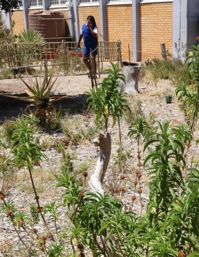 steenberg5