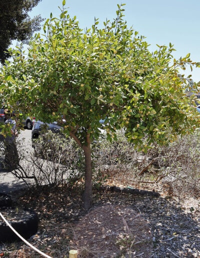 steenberg7