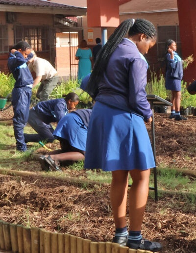Masiphumelele High School Biodiversity Conservation Garden 1