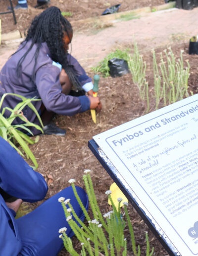 Masiphumelele High School Biodiversity Conservation Garden 10