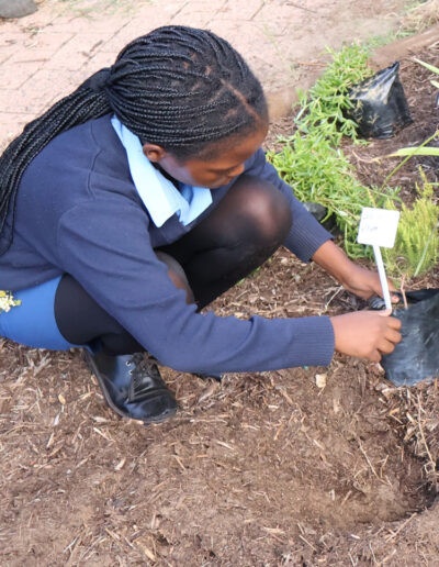 Masiphumelele High School Biodiversity Conservation Garden 12