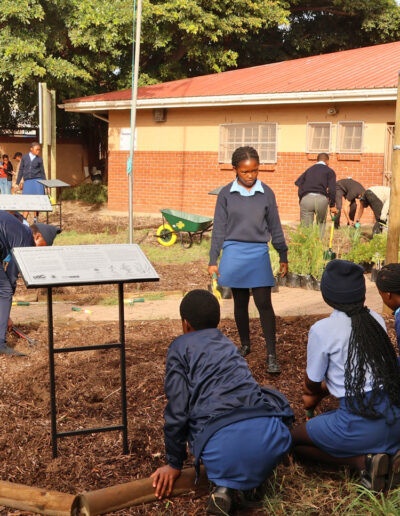 Masiphumelele High School Biodiversity Conservation Garden 3