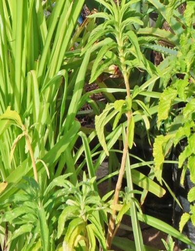 Masiphumelele High School Biodiversity Conservation Garden 5