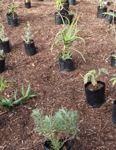 Masiphumelele High School Biodiversity Conservation Garden 8