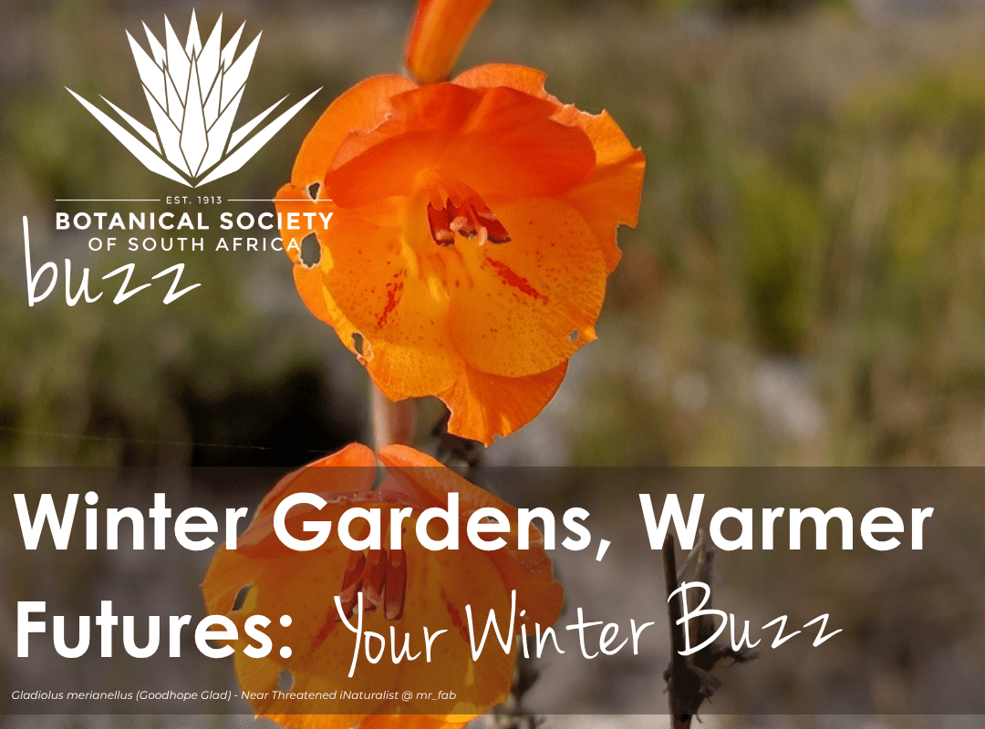 Botsoc Buzz Email Header Botsoc Buzz Email Header