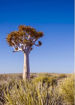 Important Biodiversity Policy & Strategy Updates: Opportunities to Engage