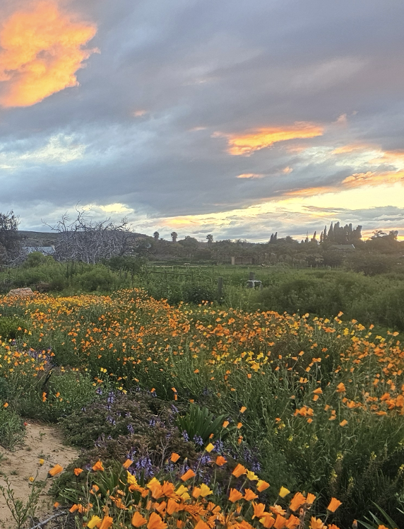 From Shifting Sands  to Living Landscapes